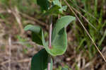 Scarlet beardtongue